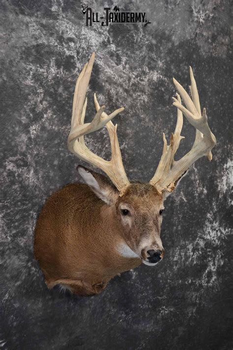Whitetail Deer Taxidermy Shoulder Mount For Sale Sku 1320 All Taxidermy
