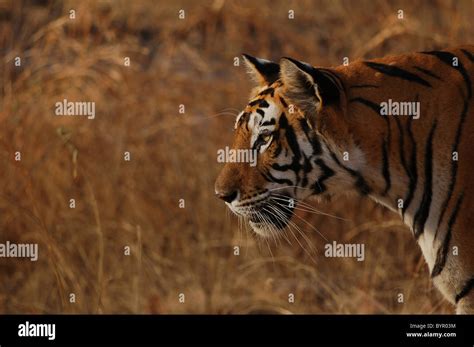 Adult Female Resident Breeding Bengal Tiger Patrolling Her Home Range
