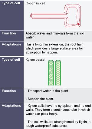 Their structure allows the plant to absorb more water. BBC Bitesize - GCSE Biology - Levels of organisation ...