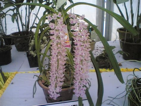 Taman botani diraja kew menyenaraikan 880 genus dan hampir 22,000 spesies, akan tetapi jumlah yang tepat tidak diketahui (mungkin sehingga 25,000) disebabkan. jaketbiru: bunga orkid di MAHA06