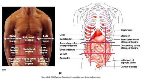 Anatomy Breaks The Human Abdomen Down Into Segments Called Brainlyph