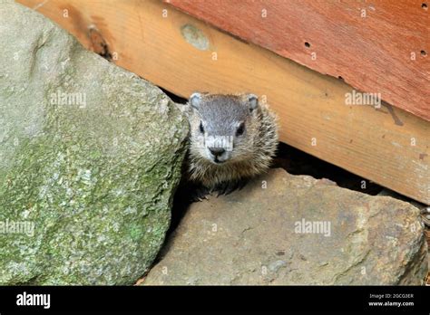 A Young Groundhog Marmota Monax Outside Its Underground Burrow