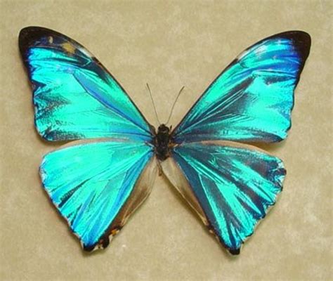 Top 10 Rare Or Endangered Butterflies Owlcation