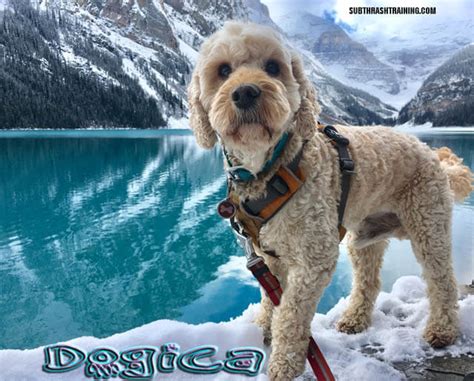 Separation anxiety, also known in the dog training world as owner absent misbehavior, is one of the most frequently encountered. DOG SEPARATION ANXIETY √ DOGICA® 28 Symptoms of Dog's ...