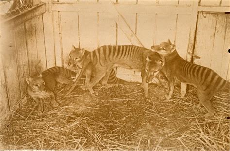 Although it resembles the placental wolf, its head was longer and its legs. What do you think of this thylacine sighting? | The Quest ...