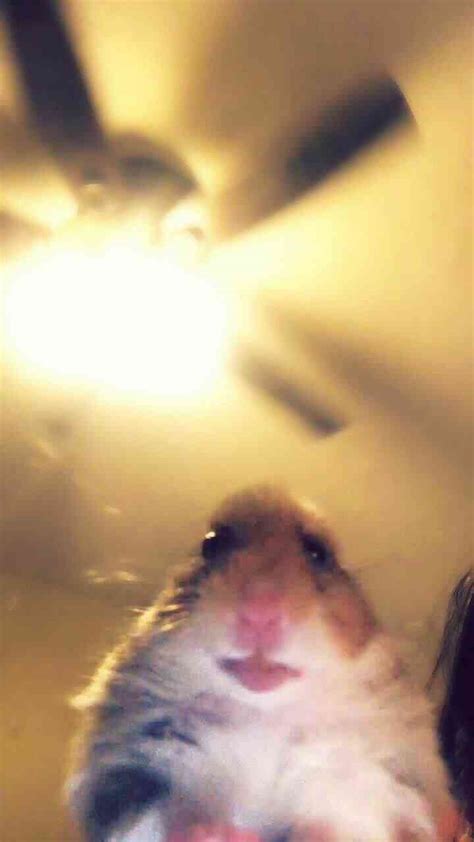 Foto Pp Hamster Lucu Ini Lagi Viral Di Tiktok Frankenstein45com