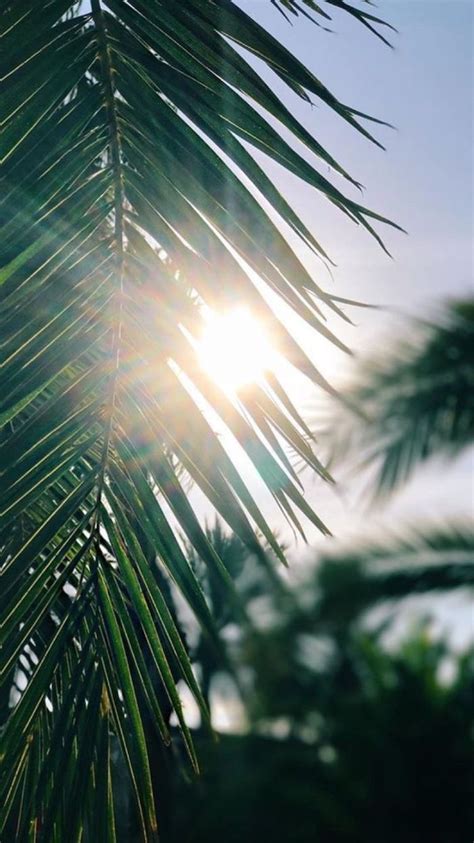 Sun Shining Through A Palm Leaf Summer Wallpaper Palm