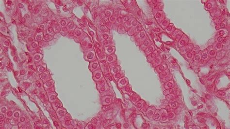 Epithelial Tissue Under Microscope