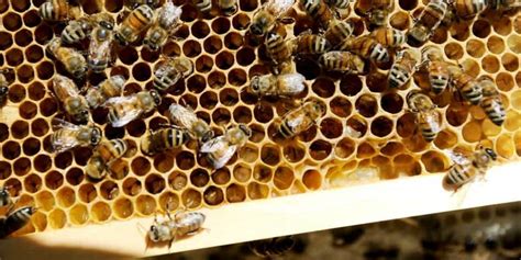 Queen bees for sale throughout the season. Beehive For Sale - Shop Nucleus Hives | Bens Bees
