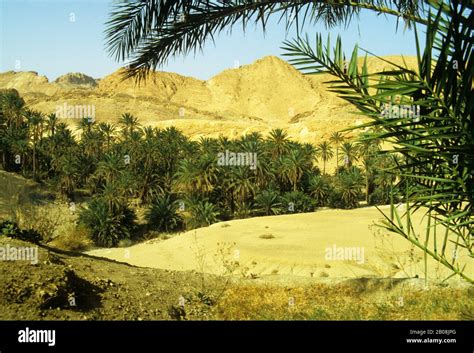 Africa Tunisia Sahara Desert Nefta Oasis Date Palm Trees Stock