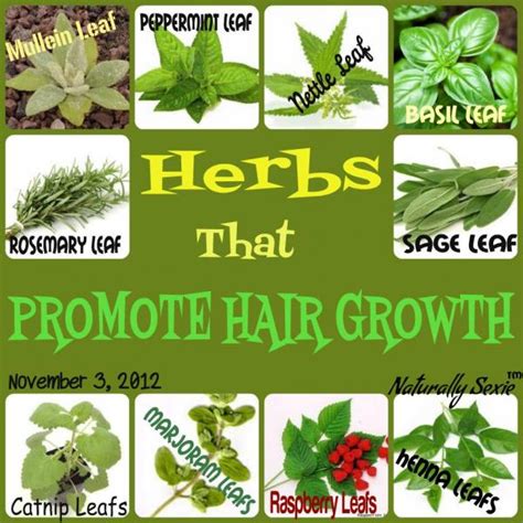 What Herbs Help Hair Growth Dane101