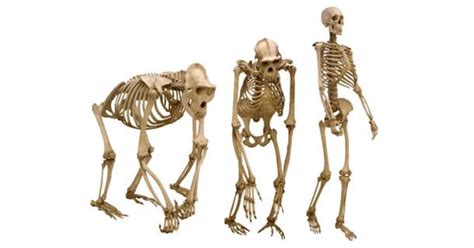 New Study Sheds Light On Genetic Human Skeletal Changes That Led To