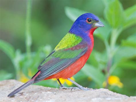 14 Of The Most Colorful Birds In The Entire World Nature