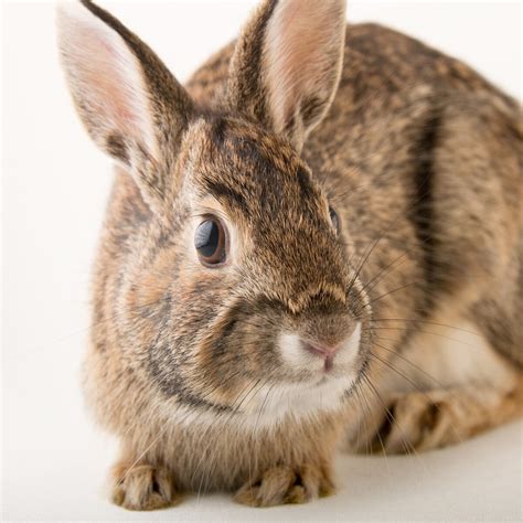 Eastern Cottontail Rabbit National Geographic