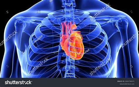 Human Circulatory System Anatomy Heart 3d Stock Illustration 2203736571
