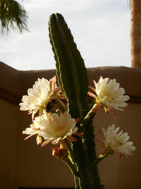 Peruvian Torch Cactus - Grow & Care Guide | Easy Way To Garden