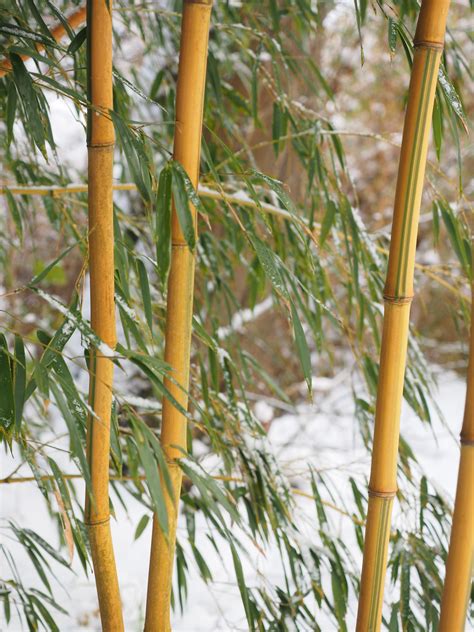Fantastis 18 Gambar Bunga Bambu Kuning Gambar Bunga Indah
