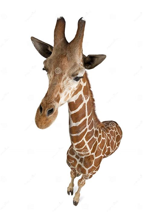 High Angle View Of Somali Giraffe Stock Image Image Of Studio