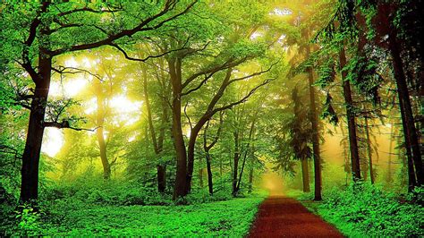 Sand Road Between Green Trees Covered Forest With Fog Hd Nature