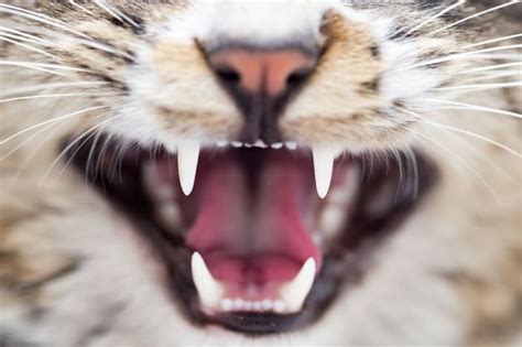 Common Dental Problems In Cats Los Angeles Vets