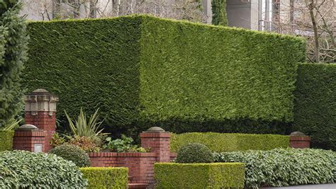 22 Of The Best Evergreen Shrubs For Privacy All Zones