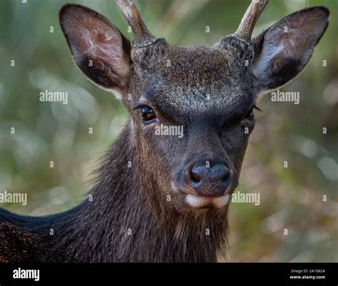Sika Deer Stag At Arne Hi Res Stock Photography And Images Alamy