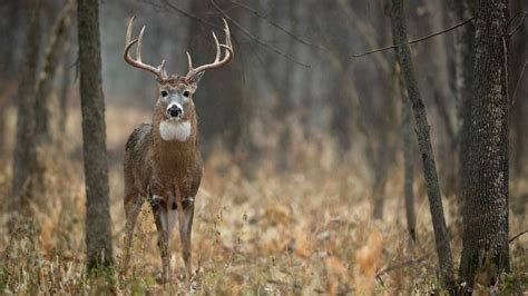 Whitetail Bucks Wallpapers Wallpaper Cave