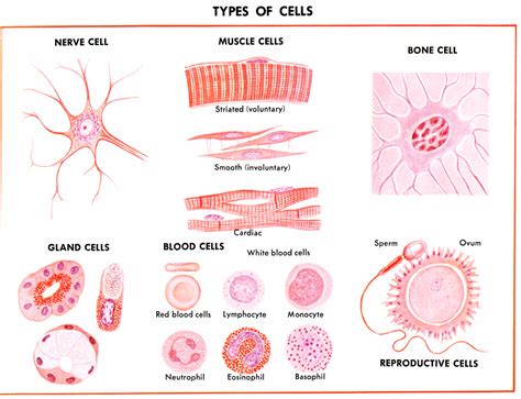 Cell Biology Cells Tissues Organs And Systems Cell Biology Cells