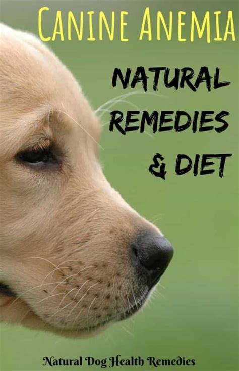 Canine Anemia Causes Symptoms And Natural Remedies