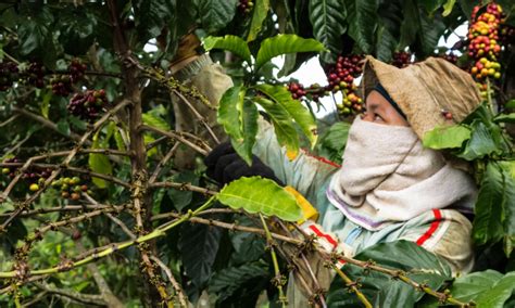 Vietnam Has Finally Cracked The Us Coffee Market