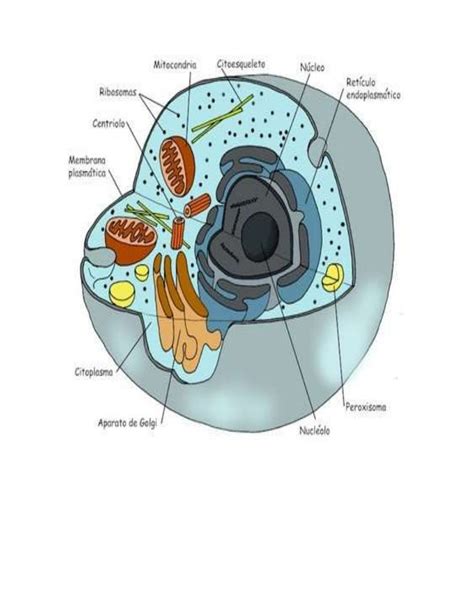 Celula Humana