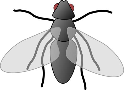Fly Cartoon Isolated Free Vector Graphic On Pixabay