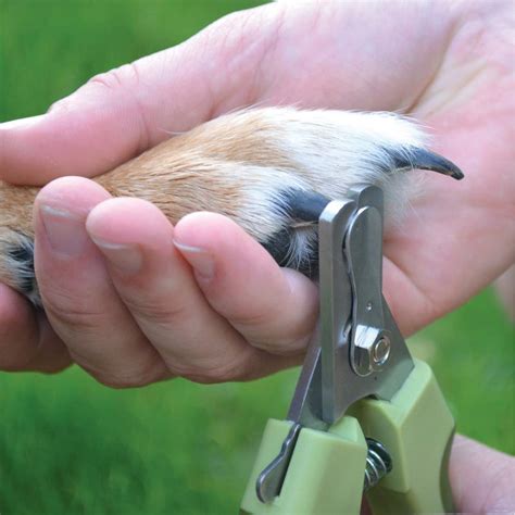 Overall best cat hair clippers. A Review of the Best Cat Nail Clippers | iPetCompanion