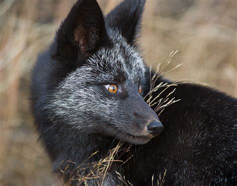 Fox Blek