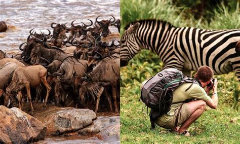 Wildebeest Migration In The Serengeti National Park Tanzania