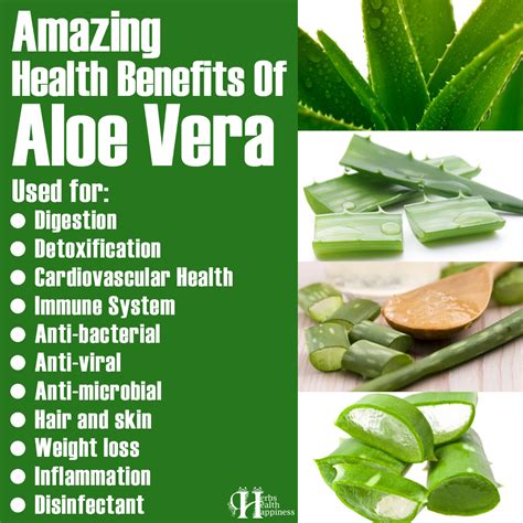 Amazing Health Benefits Of Aloe Vera - Herbs Info