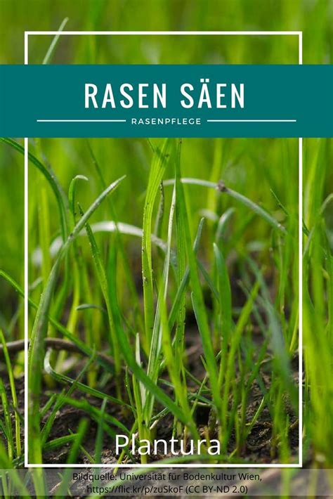 Wenn ich mir aber den rasen meiner nachbarin anschaue. Rasen säen: Zeitpunkt & richtiges Vorgehen | Rasen ...