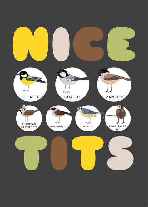 Nice Tits Bird Birds Poster By Mooon Displate