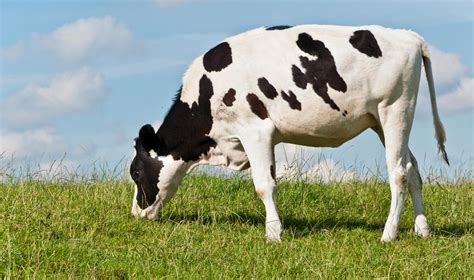 Young Black And White Spotted Cow Standing On A Dike By Ruud Morijn