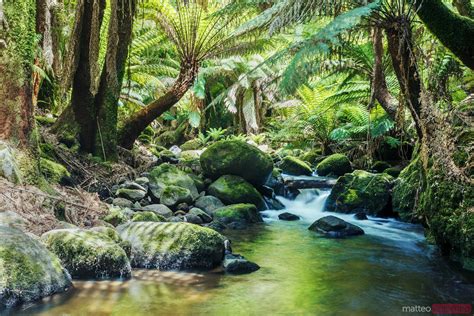 River And Lush Rainforest Tasmania Australia Royalty Free Image