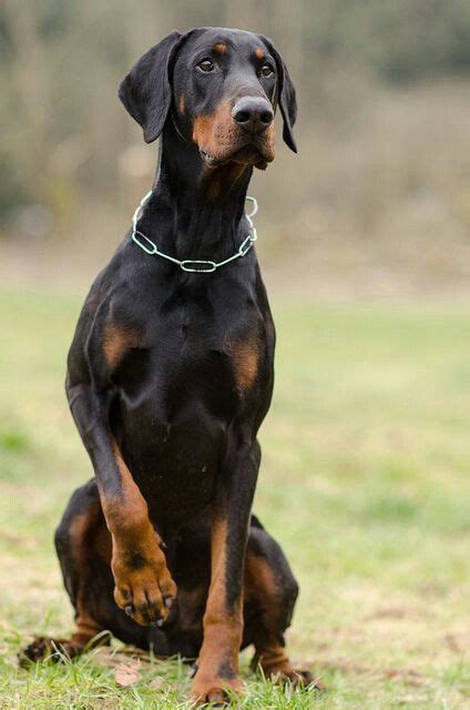 Boxer Vs Doberman In 2020 Doberman Dogs Doberman Pinscher Dog