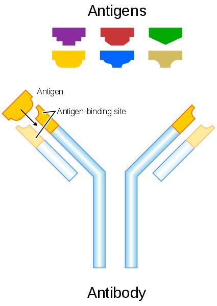 Difference Between Antigen and Antibody | Compare the Difference Between Similar Terms