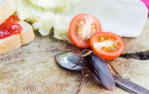 Explore The Facts On Cockroaches And Cockroach Control