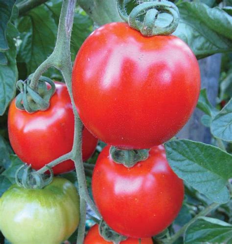 Moneymaker Organic Tomato Seeds West Coast Seeds