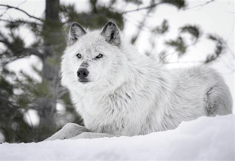 Gray Wolf Winter Snow Photograph By Athena Mckinzie