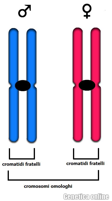American European Medical Center I Cromosomi Differenza Tra Omologhi E Cromatidi Fratelli