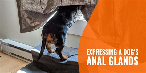 Expressing A Dogs Anal Glands Definition Methods And Faq