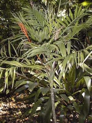 One easy trick to tell if your palm is getting enough light: Acoelorrhaphe wrightii (Paurotis Palm, Silver Saw Palmetto)
