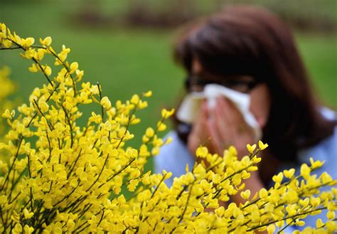 Allergy Season 2015 Hate Spring 6 Survival Tips To Prevent Sneezing