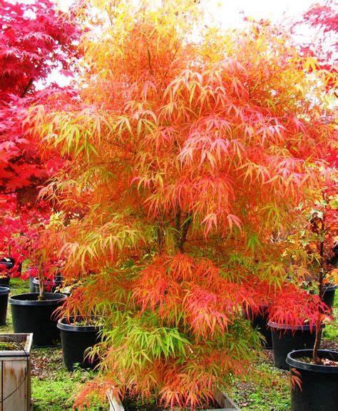 31 Best Acer Trees Ideas Japanese Maple Tree Japanese Garden Acer Trees